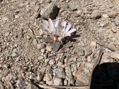 Lewisia kelloggii