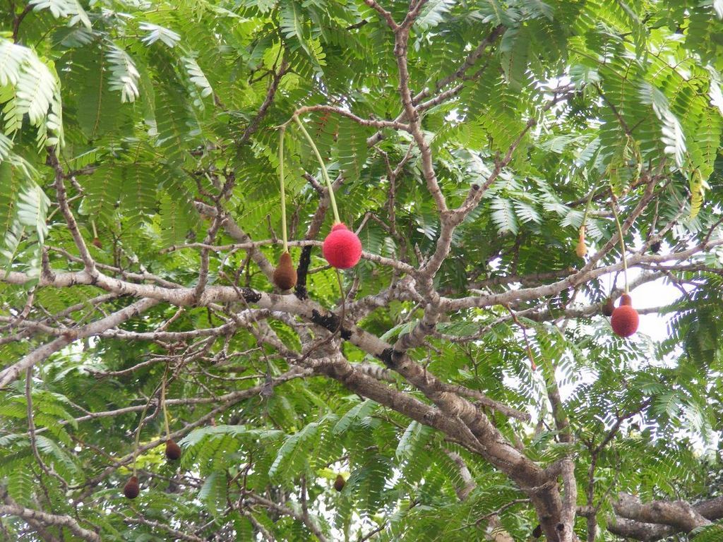 Parkia filicoidea