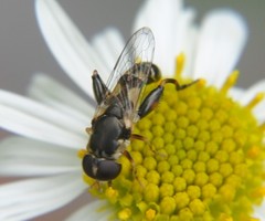 Syritta pipiens