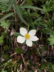 Anemonastrum sibiricum