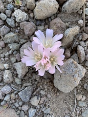 Lewisia kelloggii