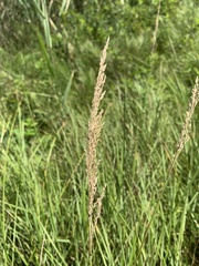Calamagrostis stricta