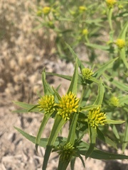 Flaveria campestris