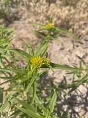 Flaveria campestris