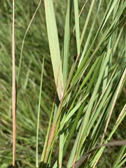 Calamagrostis stricta
