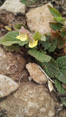 Hermannia transvaalensis