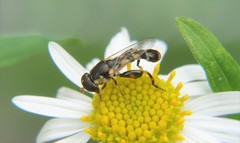 Syritta pipiens