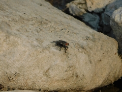 Diptera