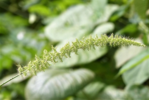 Setaria forbesiana