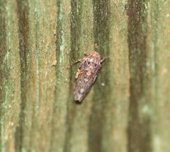 Xestocephalus tessellatus