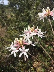 Rhododendron canescens