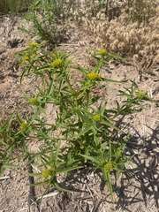 Flaveria campestris