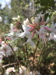 Rhododendron canescens