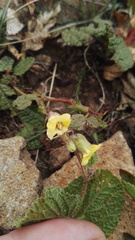 Hermannia transvaalensis