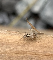 Teliapsocus