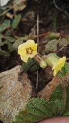 Hermannia transvaalensis