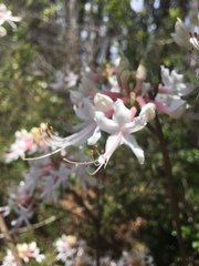 Rhododendron canescens