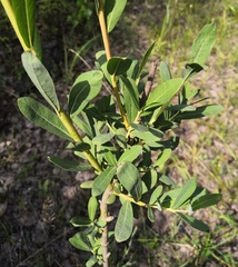 Salix vinogradovii