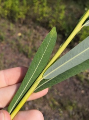 Salix vinogradovii