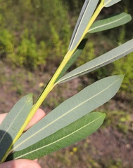 Salix vinogradovii
