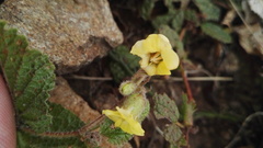 Hermannia transvaalensis