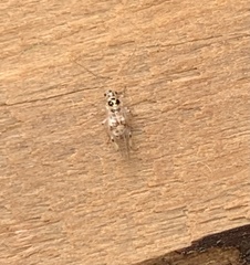 Teliapsocus
