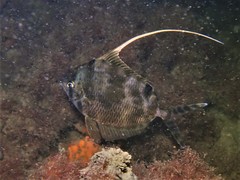 Metavelifer multiradiatus