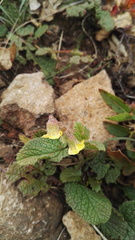 Hermannia transvaalensis