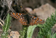 Euphydryas anicia