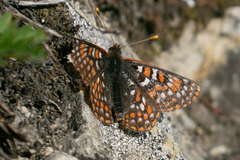 Euphydryas anicia