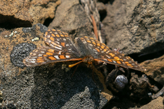 Euphydryas anicia