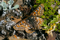Euphydryas anicia