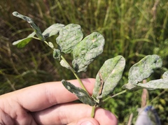 Erysiphe astragali