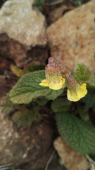 Hermannia transvaalensis