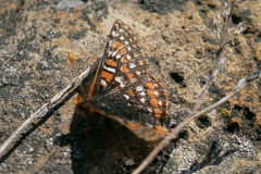 Euphydryas anicia