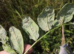 Erysiphe astragali
