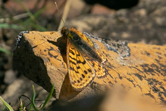 Boloria astarte