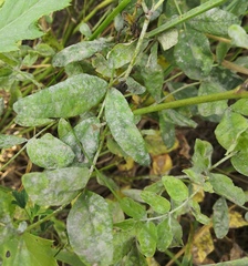 Erysiphe astragali