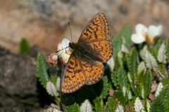 Boloria astarte