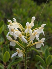 Platanthera × bicolor