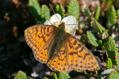 Boloria astarte