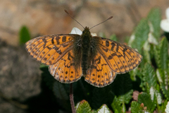 Boloria astarte