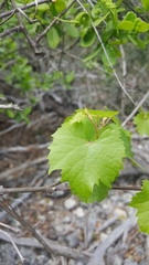 Vitis berlandieri