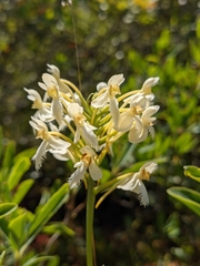Platanthera × bicolor