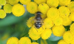 Syrphidae
