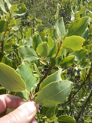 Garrya elliptica