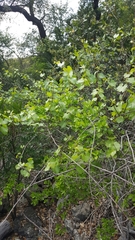 Vitis berlandieri