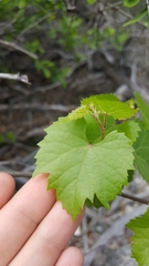 Vitis berlandieri