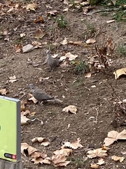 Streptopelia decaocto