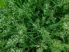 Eragrostis cilianensis